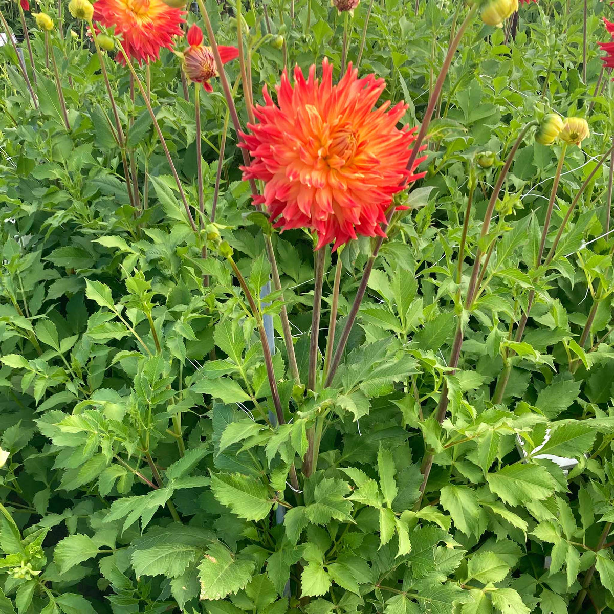 Dahlia Tuber 'fired Up' - Semi-cactus Orange & Yellow, 90-120 Cm | Set of 1 | Orange & Yellow