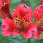 Hayloft Exclusive Romantic Alstroemeria Collection - 3 x 9cm pots