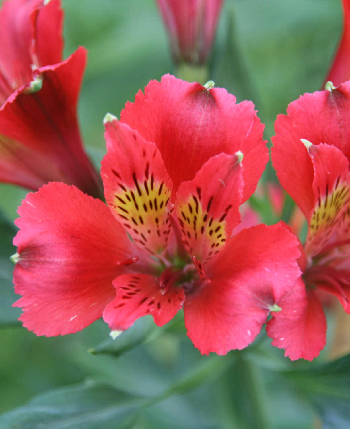 Hayloft Exclusive Romantic Alstroemeria Collection - 3 x 9cm pots