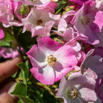 Rose 'ballerina' Pink Shrub Rose Rhs Award Of Garden Merit | 1 x Bare Root | Pink