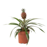 Miniature Pineapple Plant - Ananas Comosus 'mi Amigo' - Height 35-45cm - ⌀12cm | Set-of-1 | Green