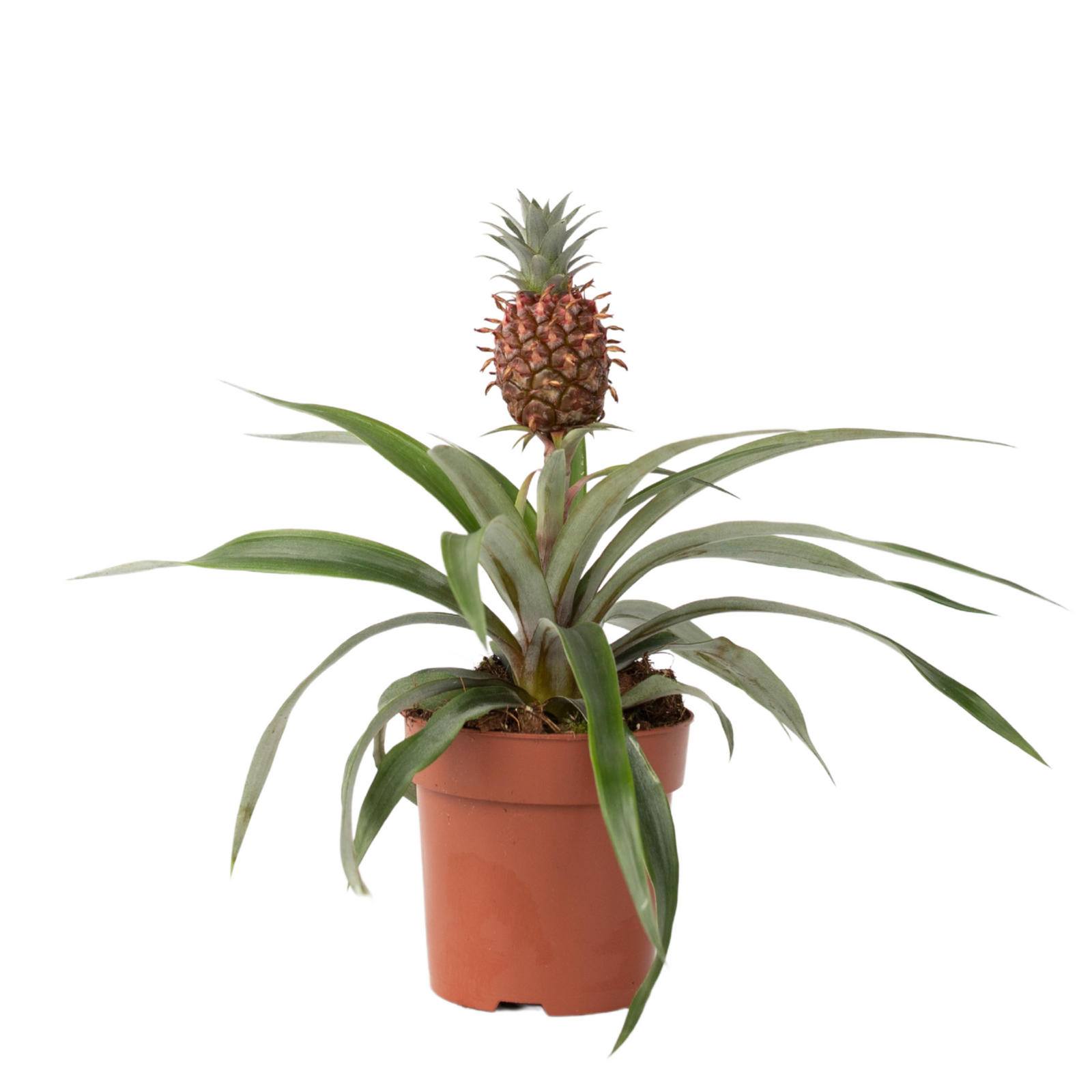 Miniature Pineapple Plant - Ananas Comosus 'mi Amigo' - Height 35-45cm - ⌀12cm | Set of 1 | Green