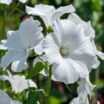 The 'luscious Lavatera Marshmallow Collection' - 9cm pots | 6 x 9cm | Pink & White
