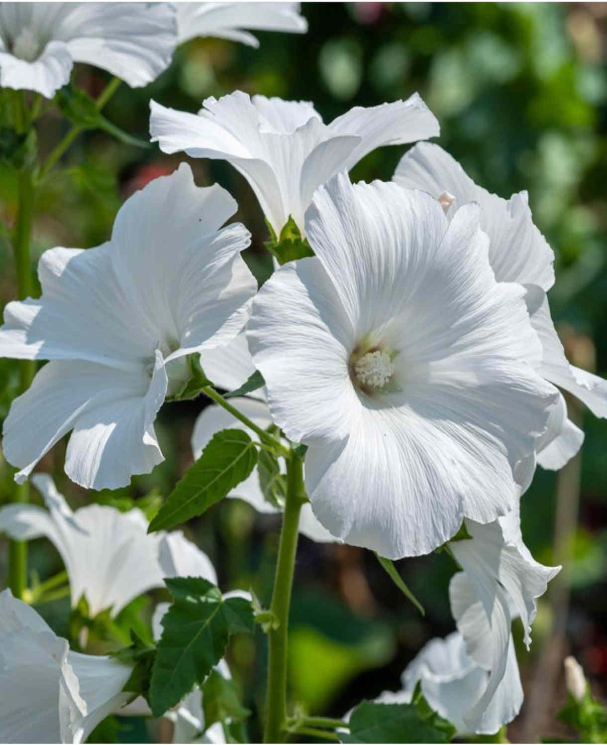 The 'luscious Lavatera Marshmallow Collection' - 9cm pots | 3 x 9cm | Pink & White