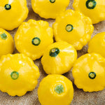 Sunburst Patty Pan Squash Plant | 6 x Jumbo Plugs | Yellow
