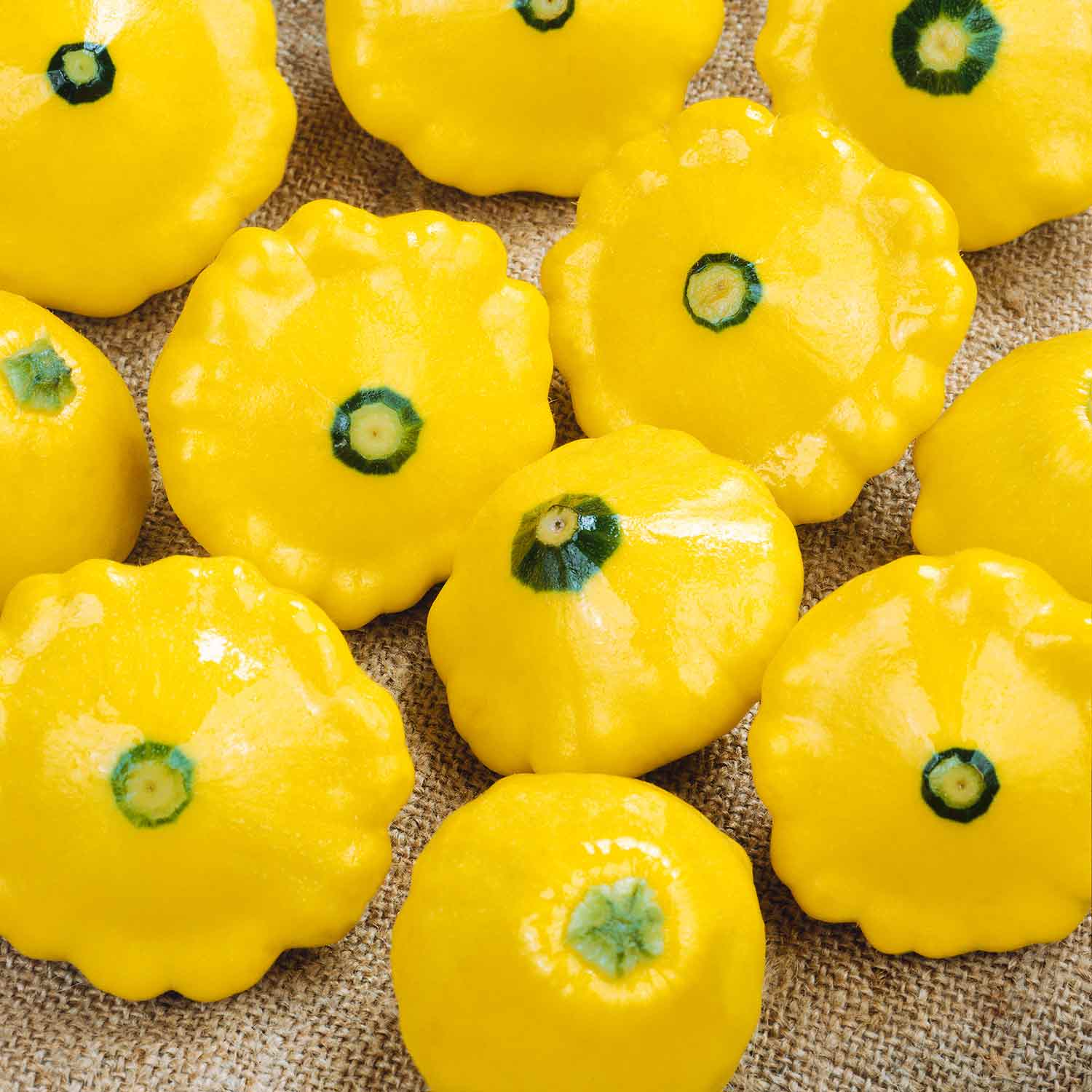 Sunburst Patty Pan Squash Plant | 6 x Jumbo Plugs | Yellow