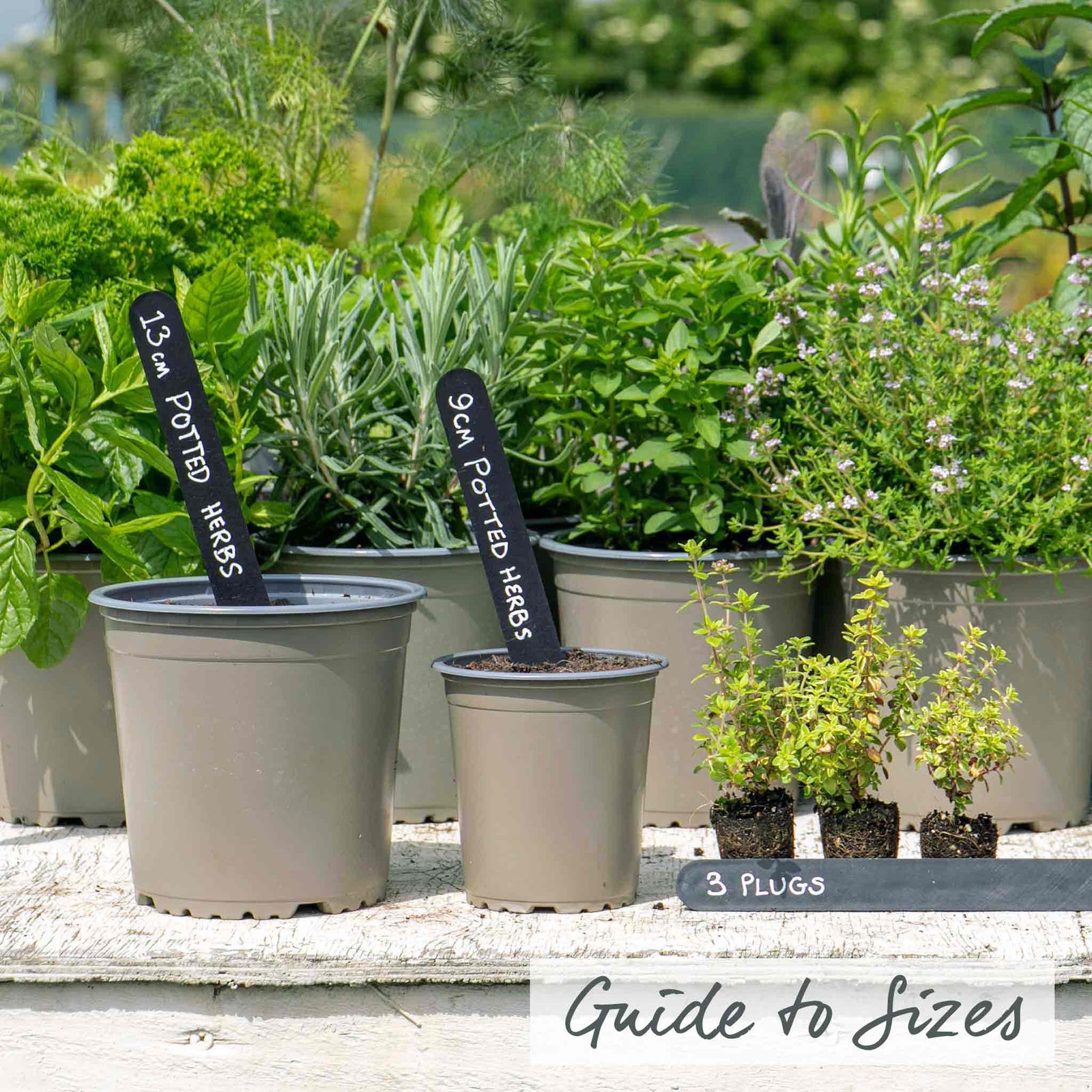 Lemon Thyme – Variegated, Citrus-scented, 50cm | Set-of-1