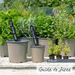 Lemon Thyme – Variegated, Citrus-scented, 50cm | 1 x 9cm