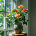 Firecracker Flower - 2 Pcs. - Crossandra 'fortuna' - Height 20-30cm - ⌀13cm | Set of 2 | Orange