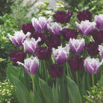 Thompson & Morgan Tulip Black Cherry Frost 16 Bulbs