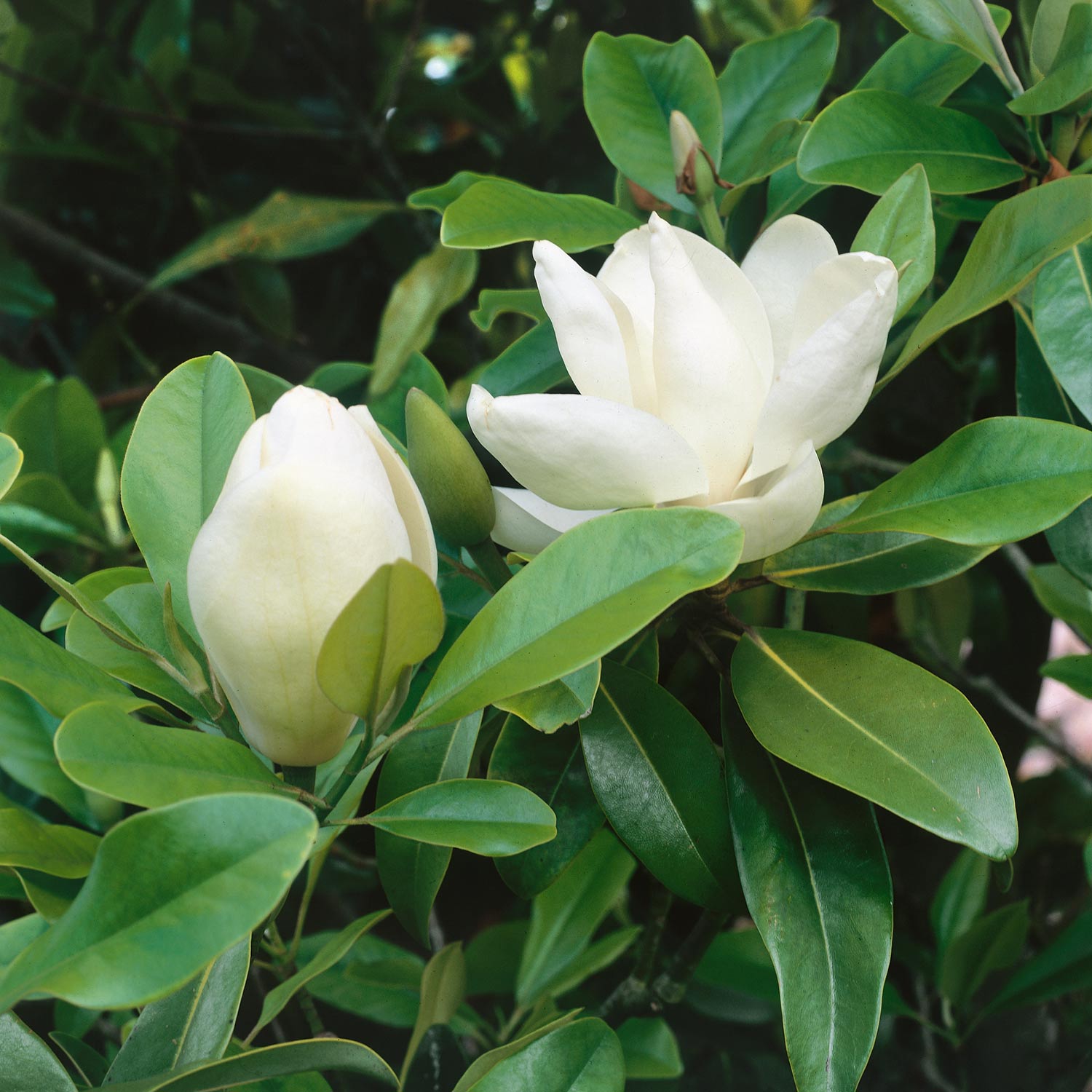 Magnolia 'grandiflora' Evergreen Plant | 1 x 9cm | White