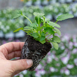 Marshalls Garden Best Selling Mix - 48 Garden-ready Plugs, Autumn & Winter Bedding Marshalls Garden