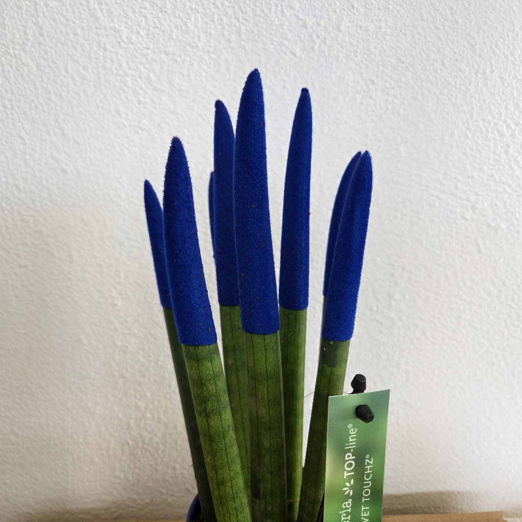 Snake Plant Velvet Touch - Sansevieria Cylindrica - Height 20-40cm - ⌀9cm | Blue