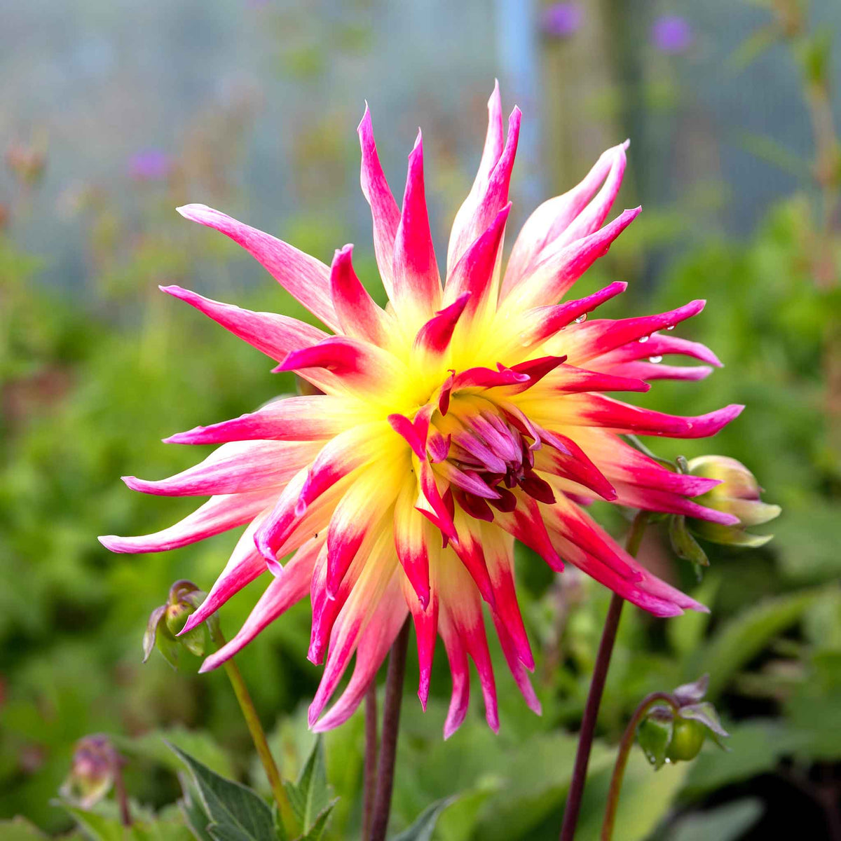 Dahlia 'hayley Jane', 1 X Tuber, Bicolour Cactus, 90-120 Cm | Set of 1 | White