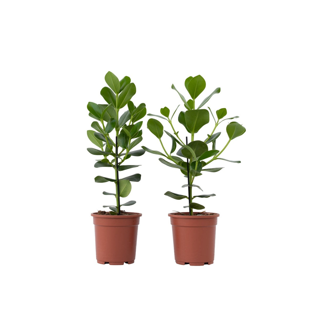 Autograph Tree - 2 Pcs. - Clusia Rosea 'princess' - Height 50-60cm - ⌀17cm | Set of 2 | Green