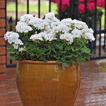 Geranium 'galaxy White' - White Zonal For Pots & Borders Plug Plants | 12 x Plug Plants | White