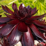 Sempervivum 'supersemps Onyx' - Mahogany-black Succulent | 1 x 9cm | Purple & Black