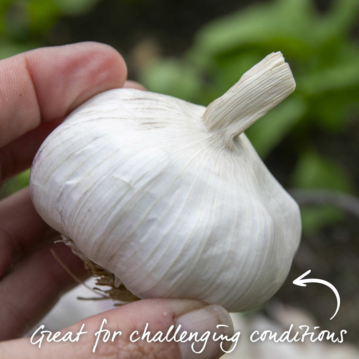 Picardy Wight Softneck Garlic Cloves Spring Planting | Set of 2 | Multi