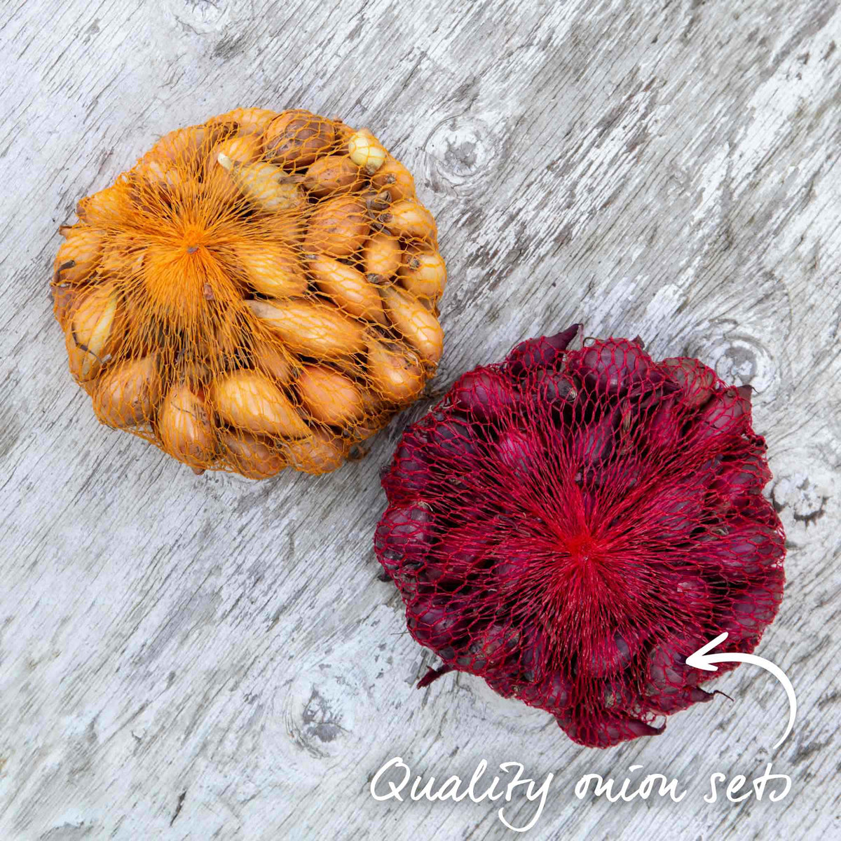 Spring-planting Onion Sets Duo Pack — Red Baron And Stuttgarter Riesen | Set of 2 | Teal & Yellow