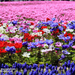 Summer Saver Bulb Mix Bulbs | 220 x Bulbs