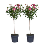 Palace Rose - Height 80-100cm - ⌀19cm | Set-of-2 | Pink