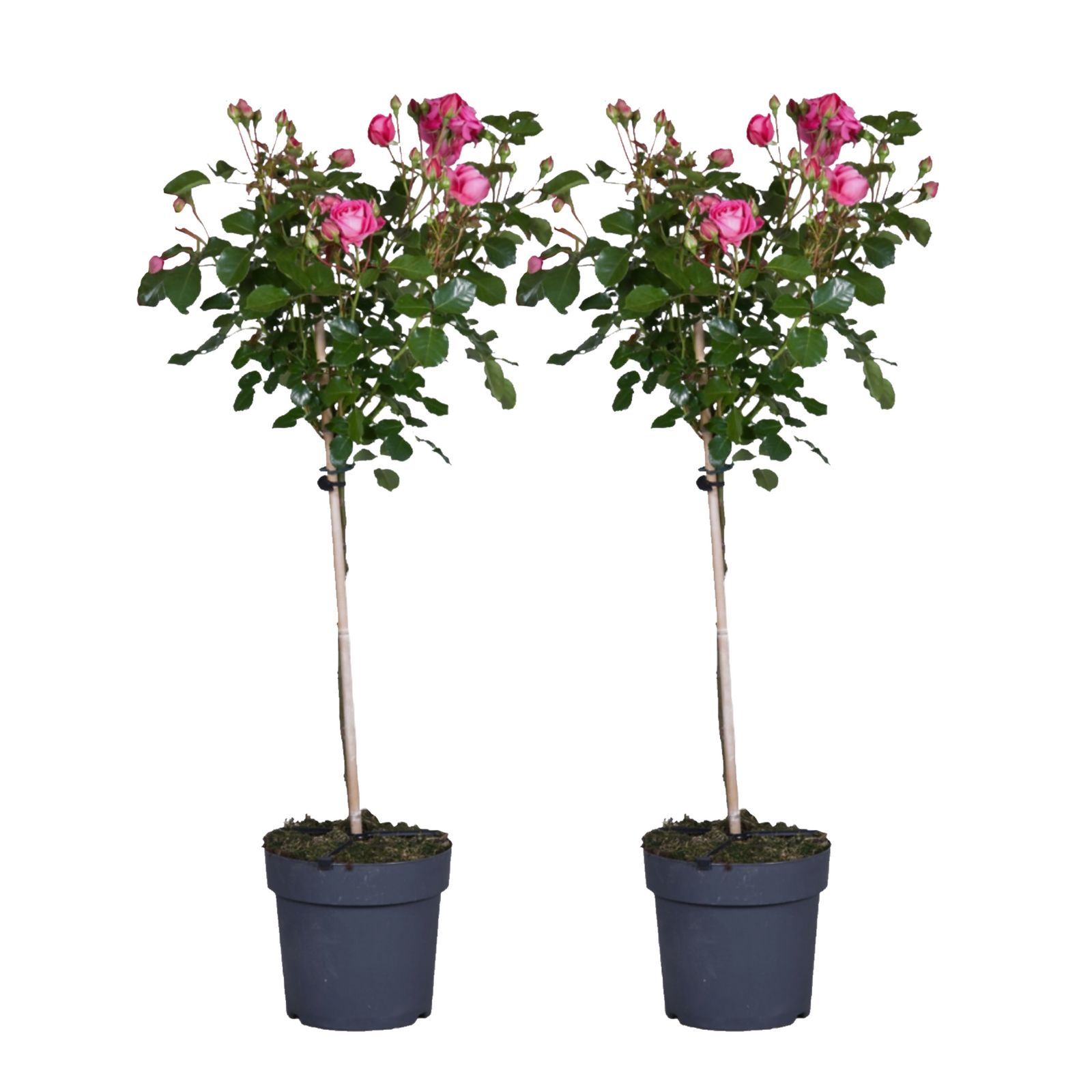 Palace Rose - Height 80-100cm - ⌀19cm | Set-of-2 | Pink