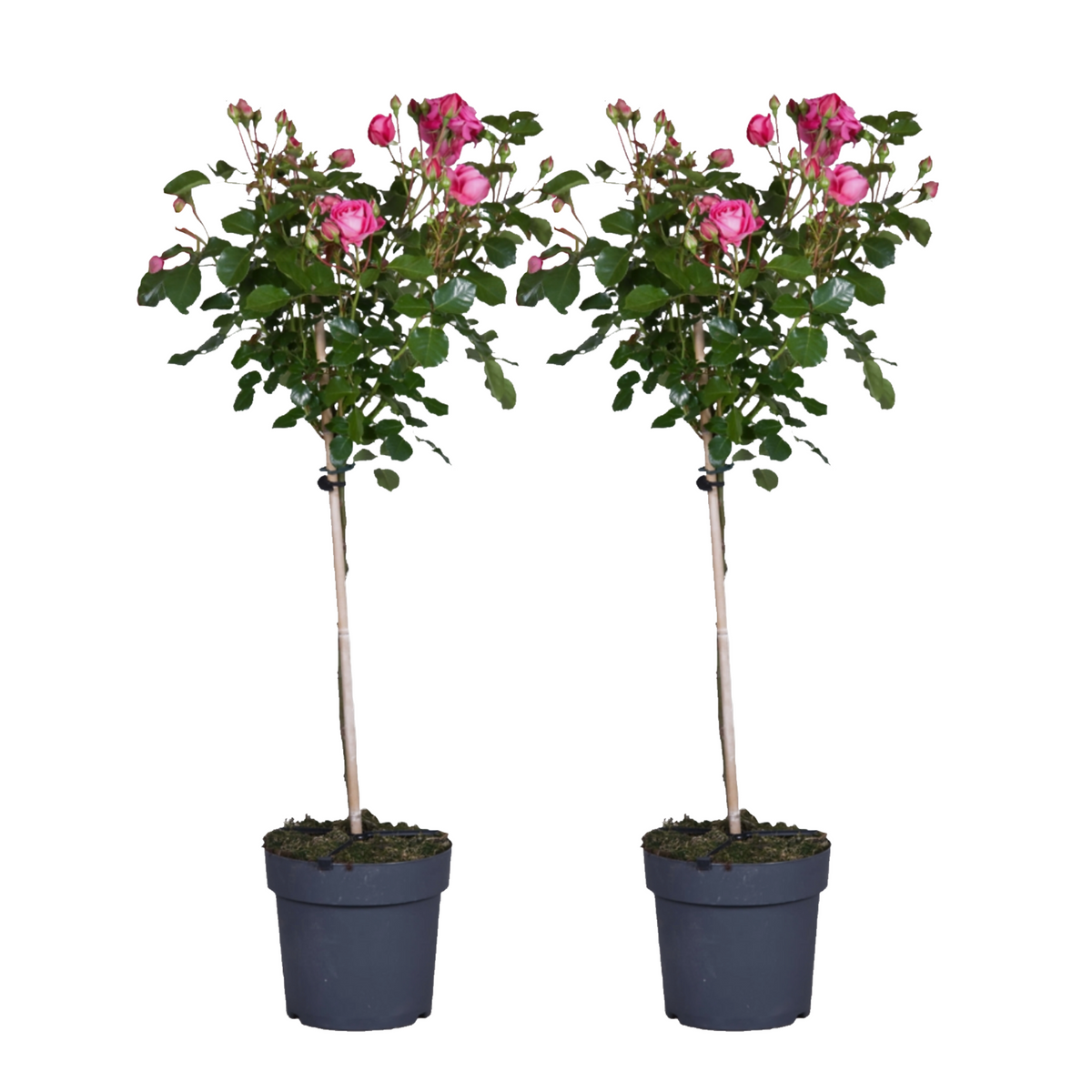Palace Rose - Height 80-100cm - ⌀19cm | Set of 2 | Pink