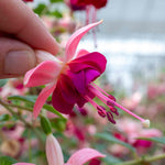 Fuchsia Standard 'paula Jane' | 1 x 3L | Pink