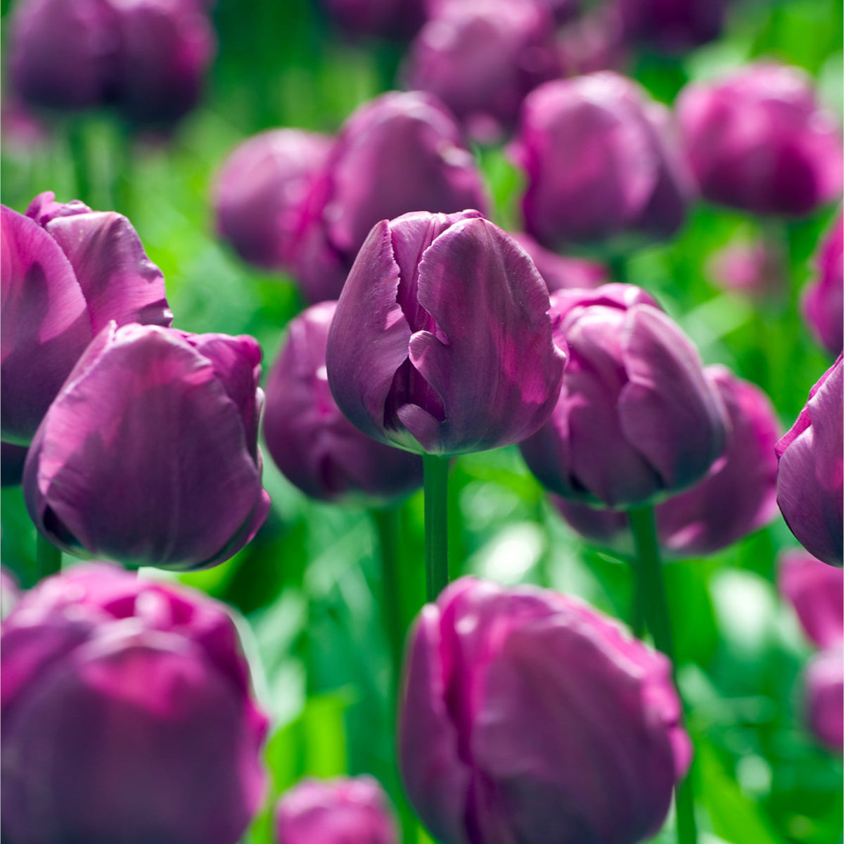Tulipa 'negrita' - Bulbs | 45 x Bulbs | Purple