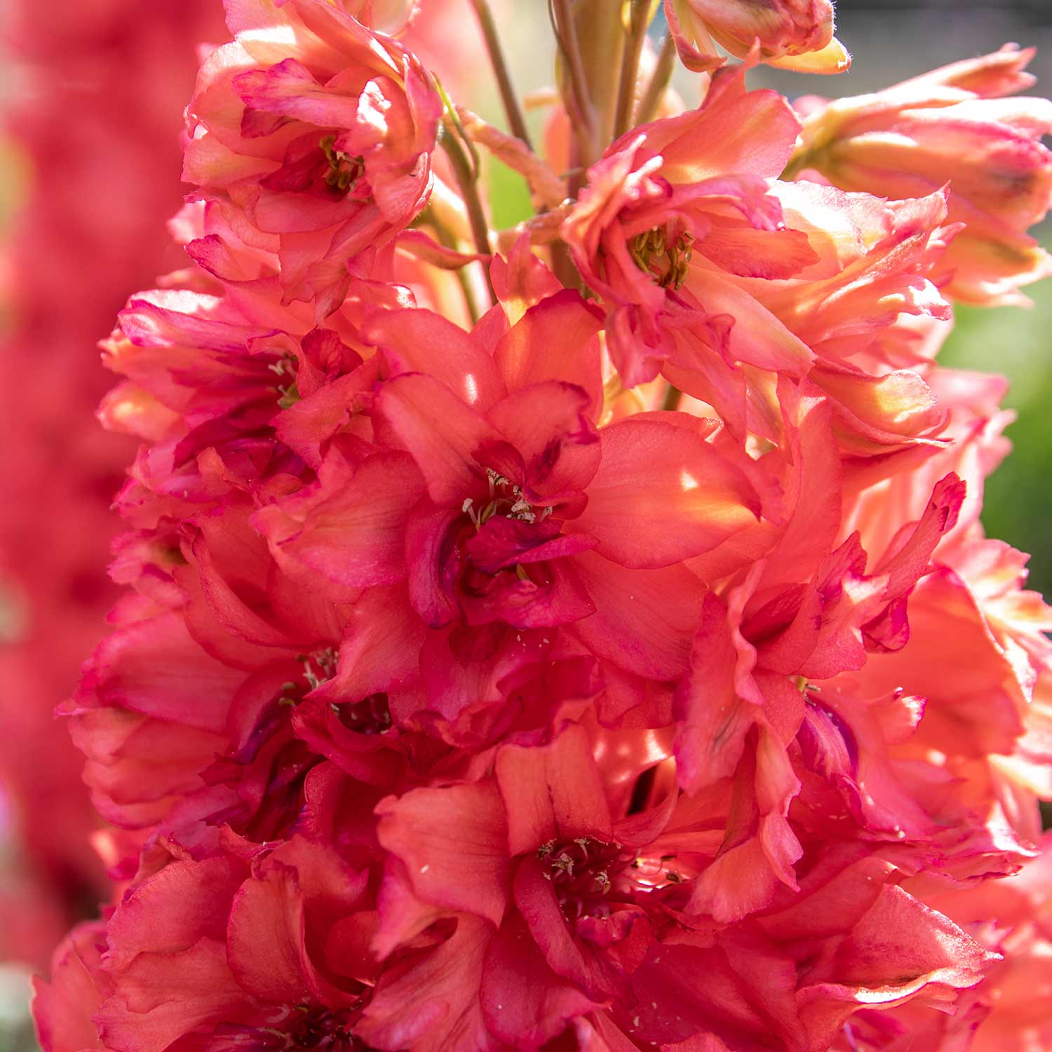 Delphinium 'red Lark' - Compact Salmon-red Spires | 1 x 2L