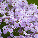 Phlox Plant Collection - 3 Varieties, Fragrant & Pollinator-friendly | 6 x Jumbo Plugs | Purple