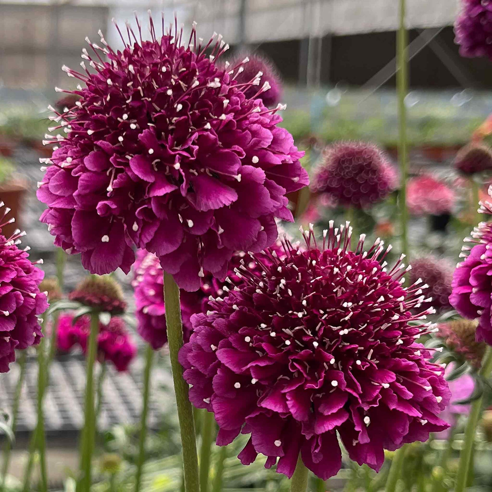 Scabious 'dark Purple Scoop' Deep Purple Perennial, 60–75cm | 12 x Plug Plants | Dark Purple