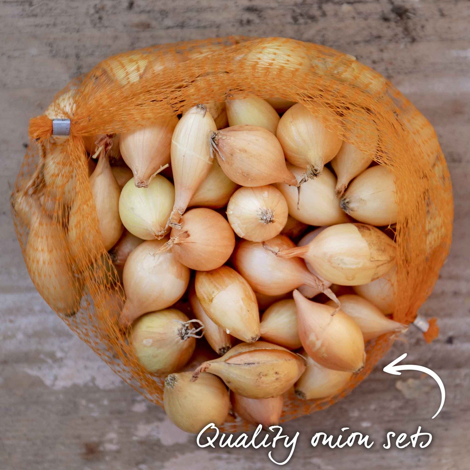 Crusado Early-maturing Yellow Onion Sets, Approx. Sets | Set of 65 | Yellow