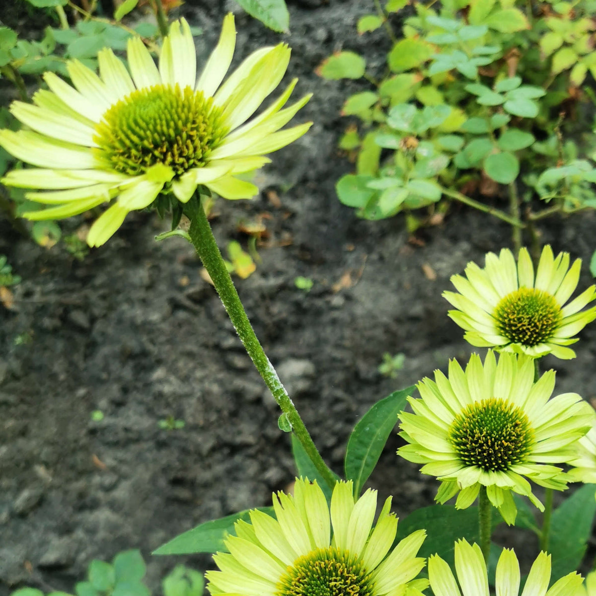Echinacea Purpurea Green Jewel 9cm Pots | 1 x 9cm | Green