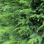 10x Green Leylandii Cupressocyparis Leylandii Hedging Trees Supplied In 2 Litre Pots | 3-4ft