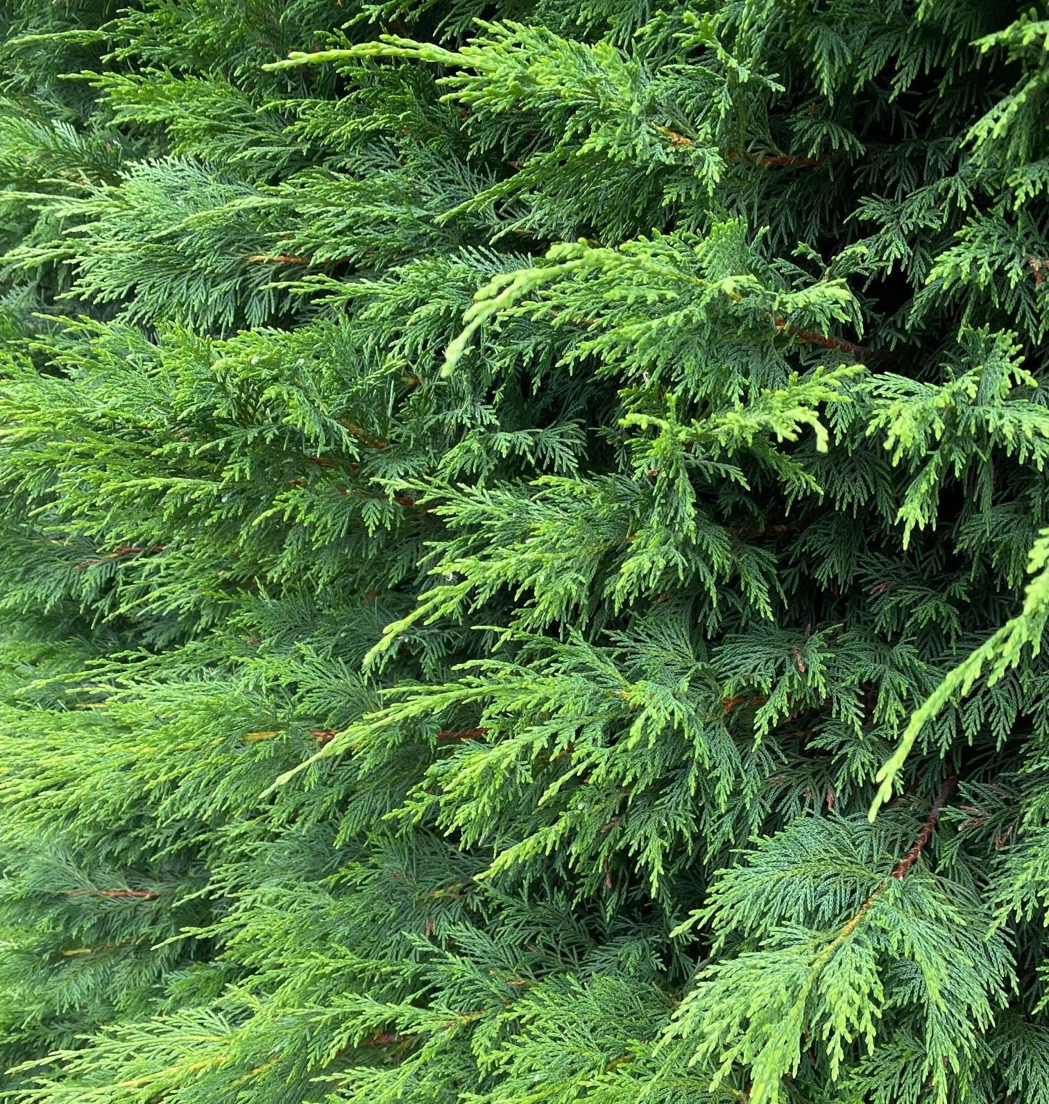 10x Green Leylandii Cupressocyparis Leylandii Hedging Trees Supplied In 2 Litre Pots | 3-4ft
