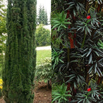 Taxus Baccata Fastigiata Robusta Column Yew Tree In A Pot