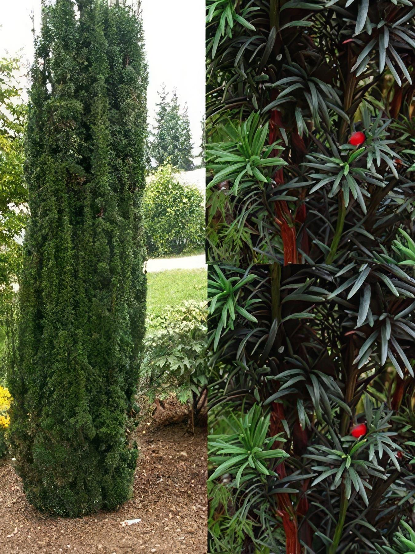 Taxus Baccata Fastigiata Robusta Column Yew Tree In A Pot