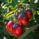Cordon Tomato 'black Moon' Dark-skinned Plum 9cm Plants | Set of 6
