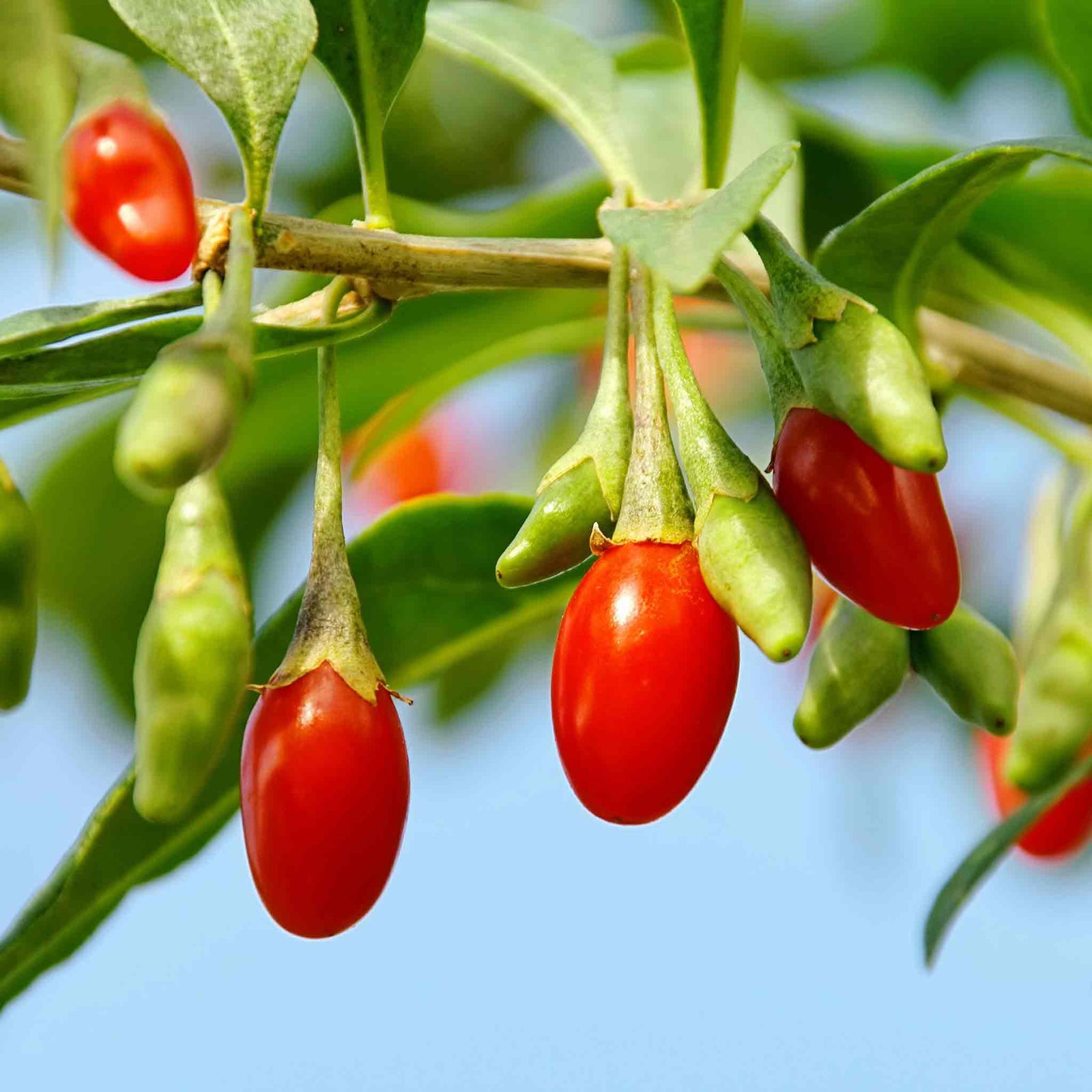Goji Berry Plant - Hardy Perennial | 1 x 9cm | Red