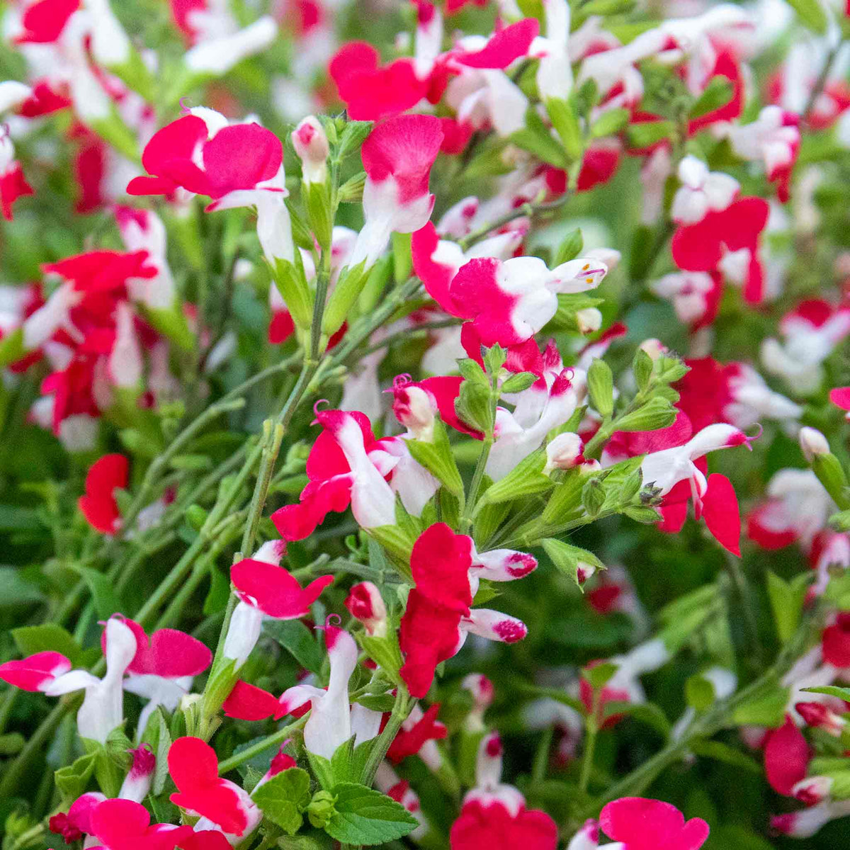Salvia Little Kiss 2l Perennial | Set of 1 | Green & White