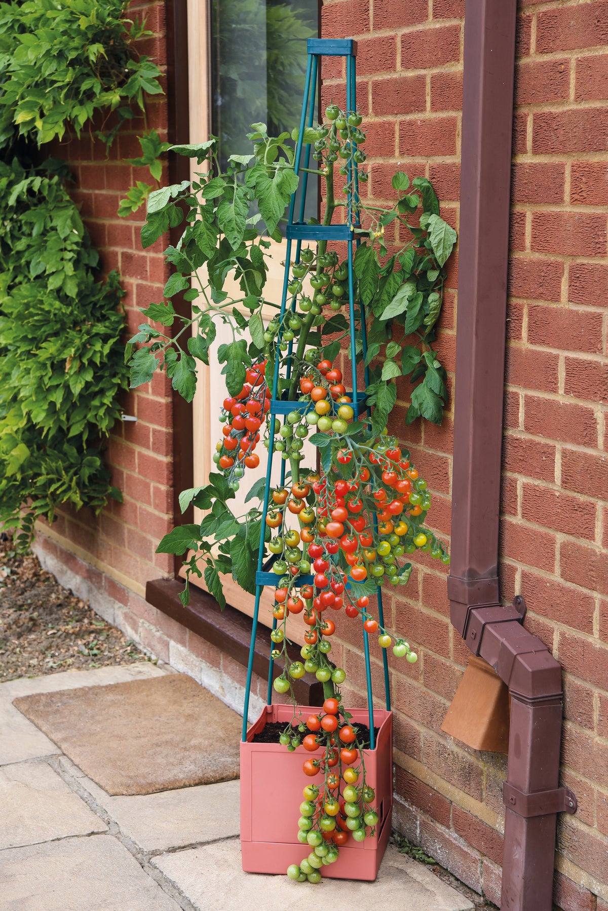 Self-watering Tomato Tower | Set of 2