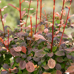 Berberis Thunbergii 'pink Bird' Shrub | 1 x 3L