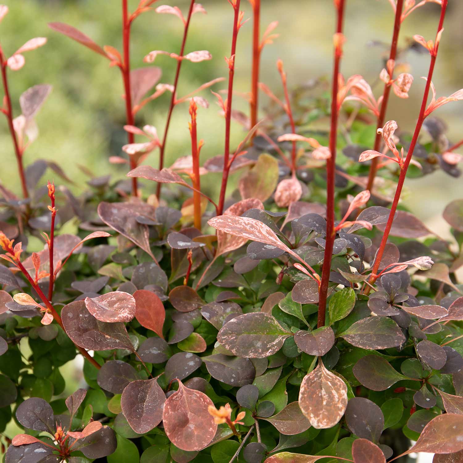 Berberis Thunbergii 'pink Bird' Shrub | 1 x 3L