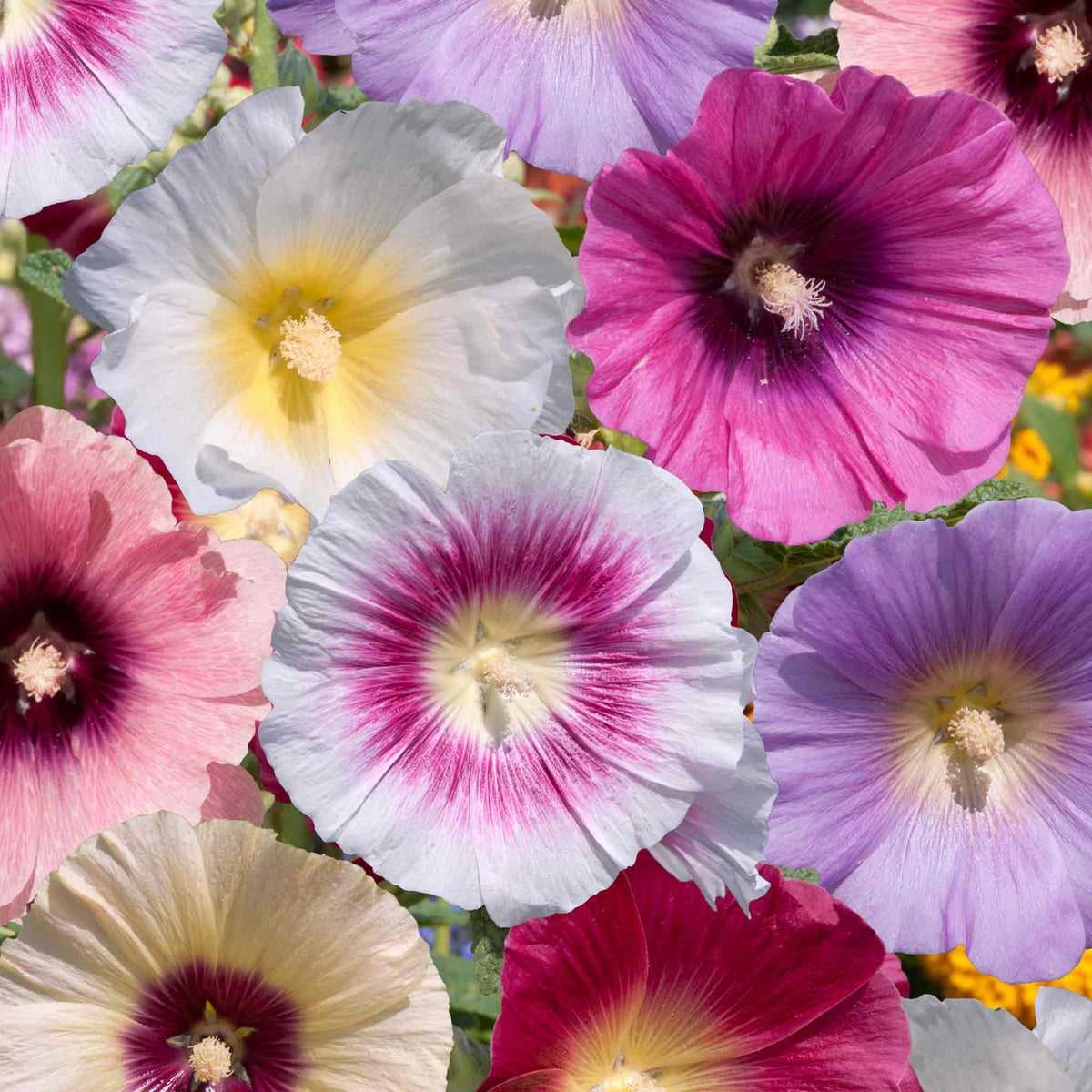 Hollyhock 'halo Mix' - Tall Summer-flowering Perennial | Set of 6