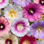 Hollyhock 'halo Mix' - Tall Summer-flowering Perennial | Set of 24
