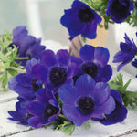 Anemone 'mr Fokker' Corms, Violet-blue Spring Blooms | 10 x Bulbs | Multi