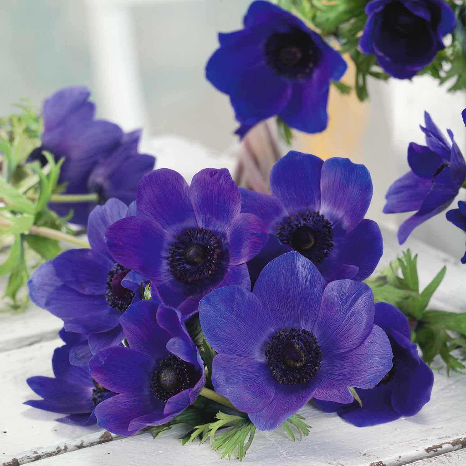 Anemone 'mr Fokker' Corms, Violet-blue Spring Blooms | 10 x Bulbs | Multi