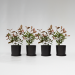 Christmas Berry - Photinia Fraseri 'red Robin' - Height 30-40cm - ⌀17cm | Set of 4 | Red