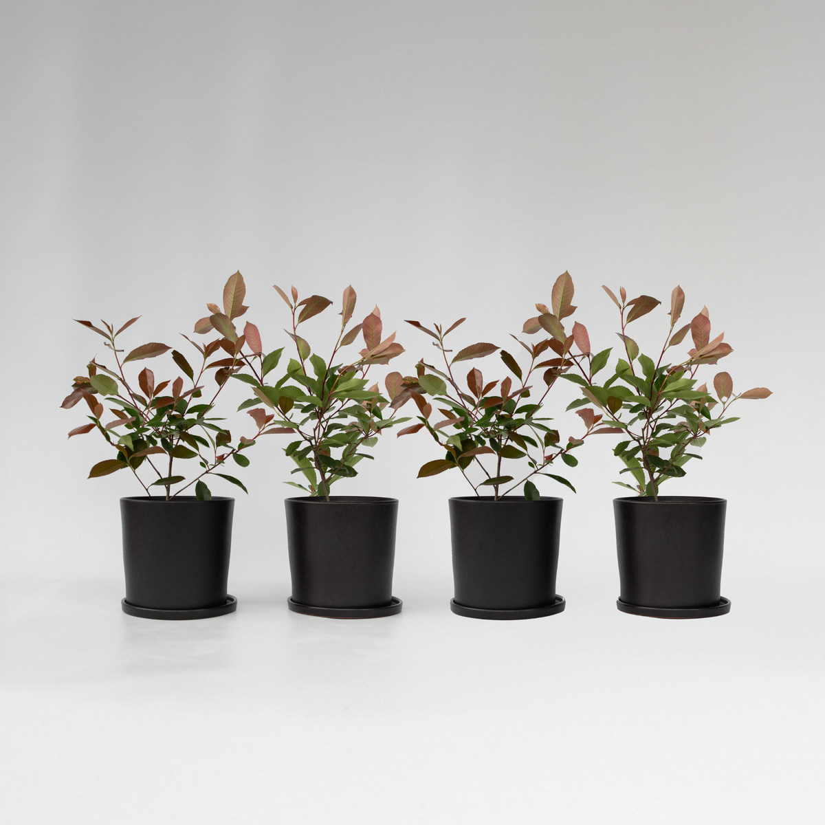 Christmas Berry - Photinia Fraseri 'red Robin' - Height 30-40cm - ⌀17cm | Set of 4 | Red